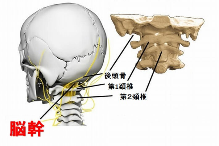 脳幹部の図
